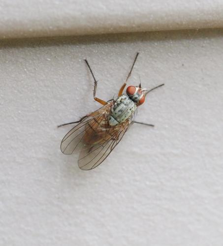 Réf. 229 618 : Pegomya sp.